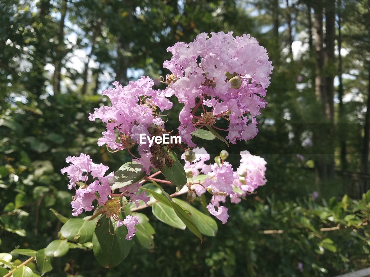 CLOSE-UP OF PINK FLOWERS IN BLOOM