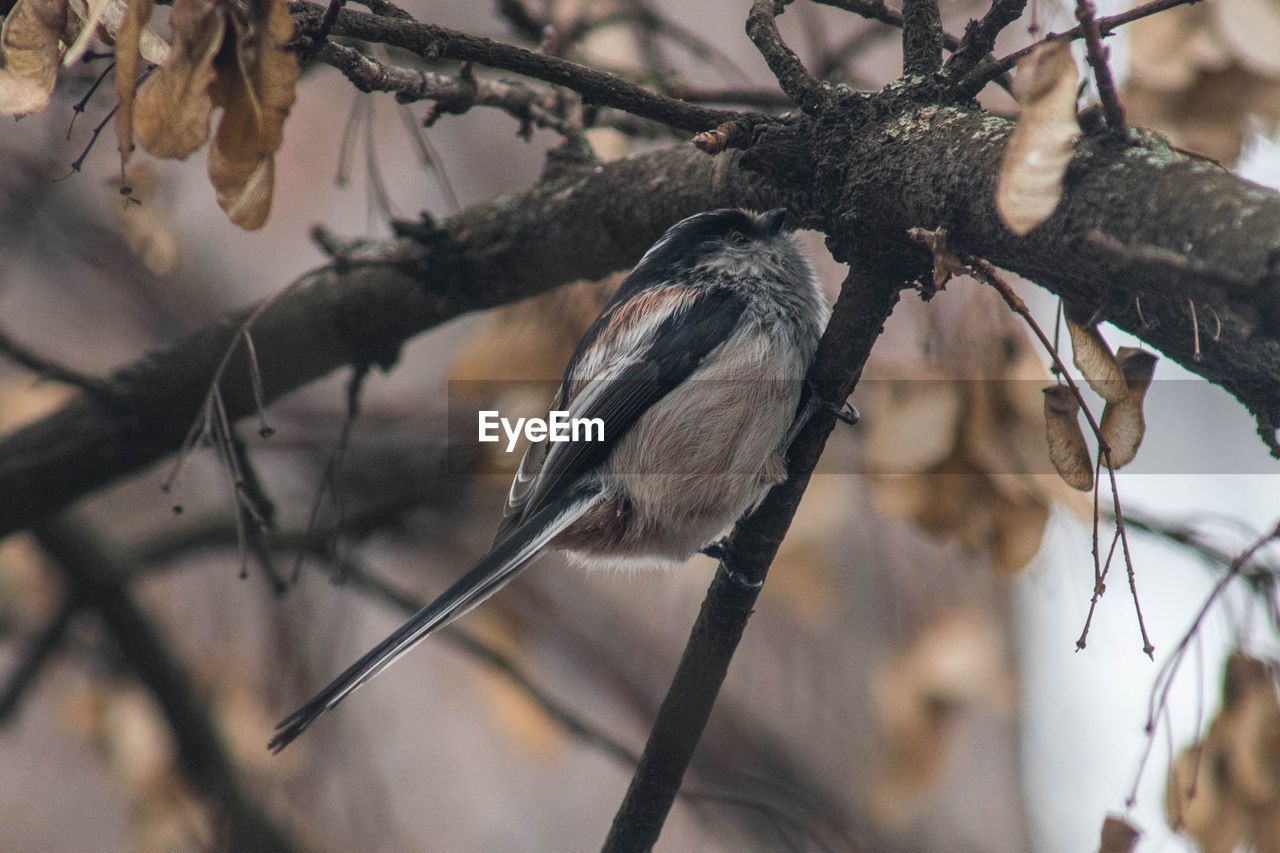 LOW ANGLE VIEW OF BIRD PERCHING ON TREE