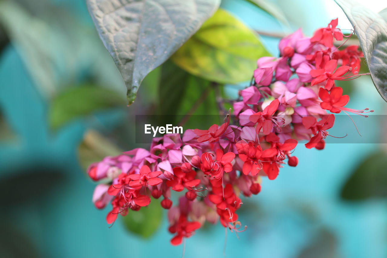 CLOSE-UP OF PINK BOUGAINVILLEA PLANT