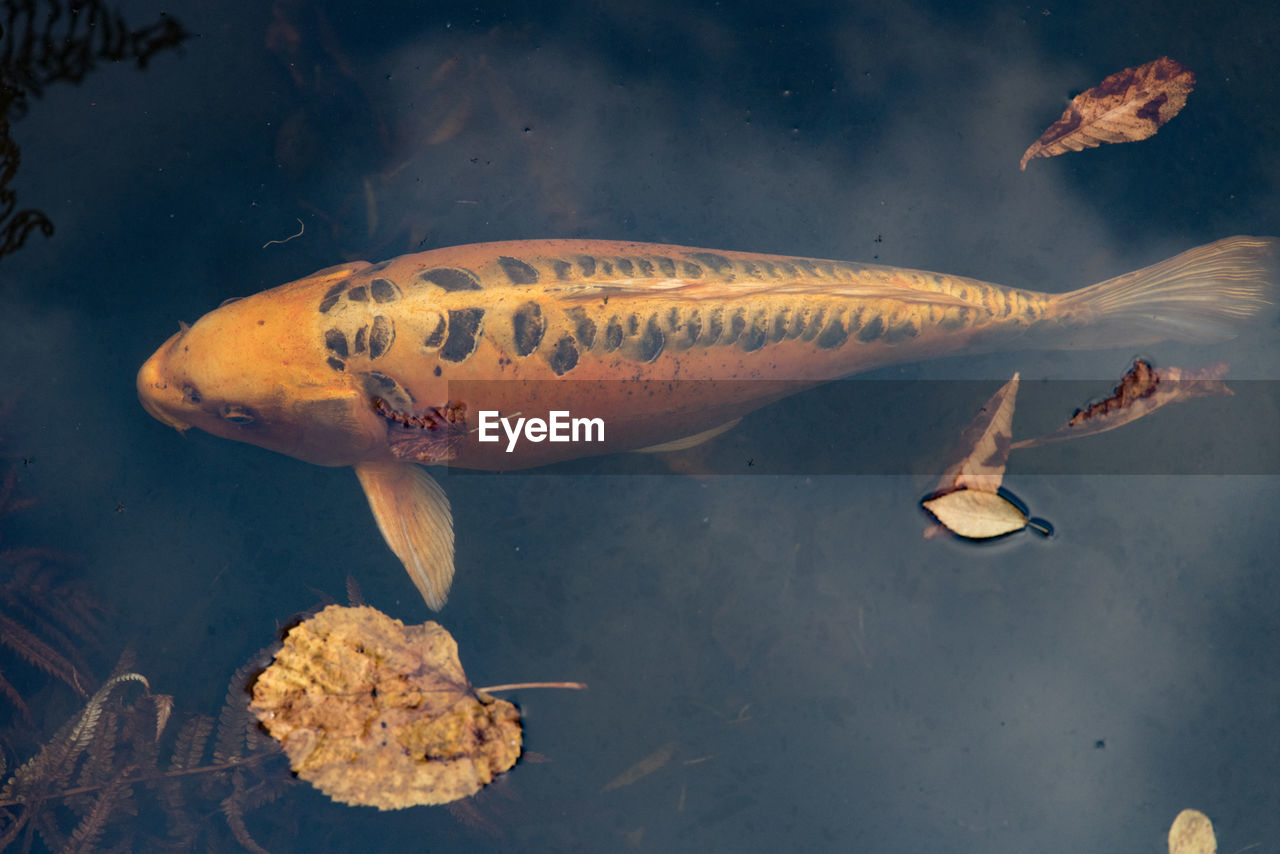 CLOSE-UP OF FISH SWIMMING UNDERWATER