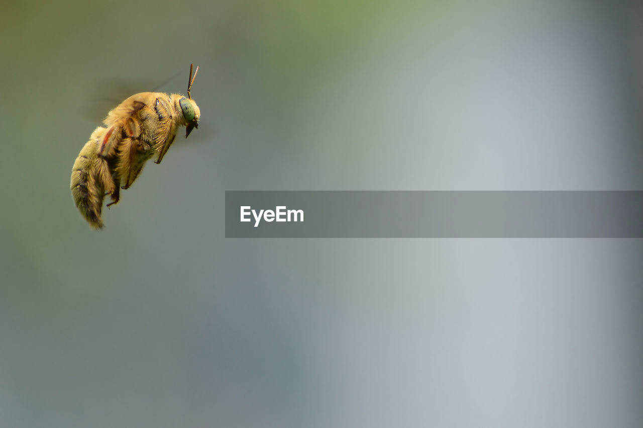 CLOSE-UP OF INSECT ON PLANT