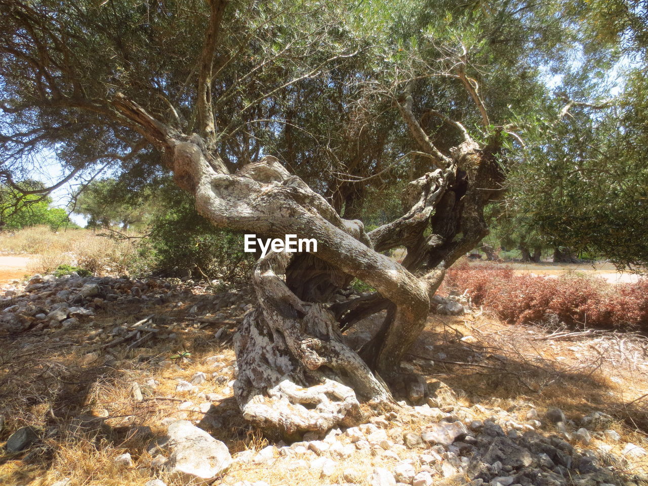 VIEW OF TREE IN FOREST