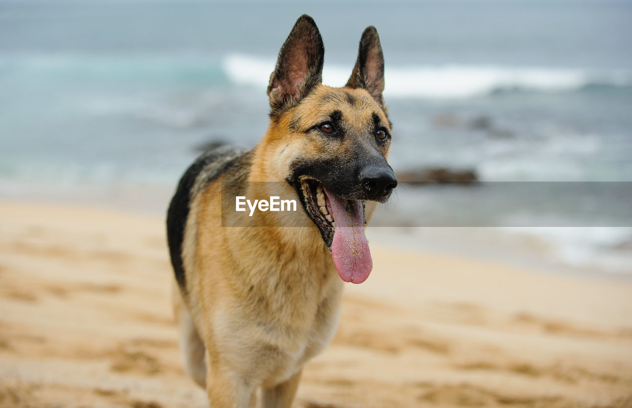 German shepherd sticking out tongue while looking away at beach