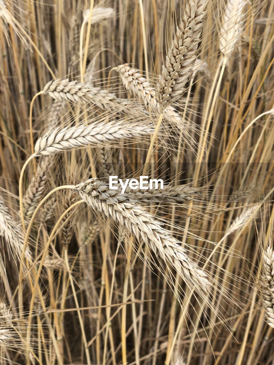 CLOSE-UP OF WHEAT CROPS