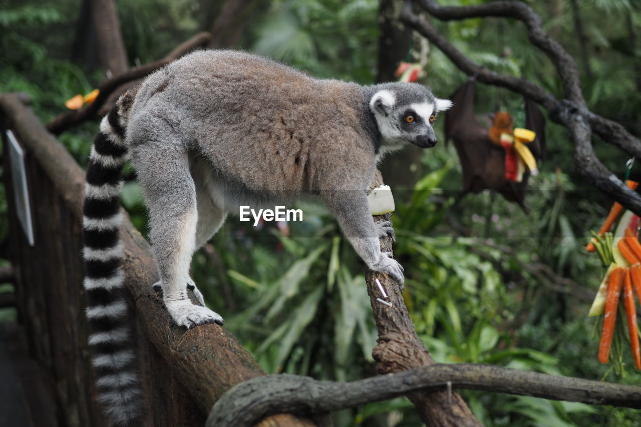 SIDE VIEW OF AN ANIMAL ON BRANCH