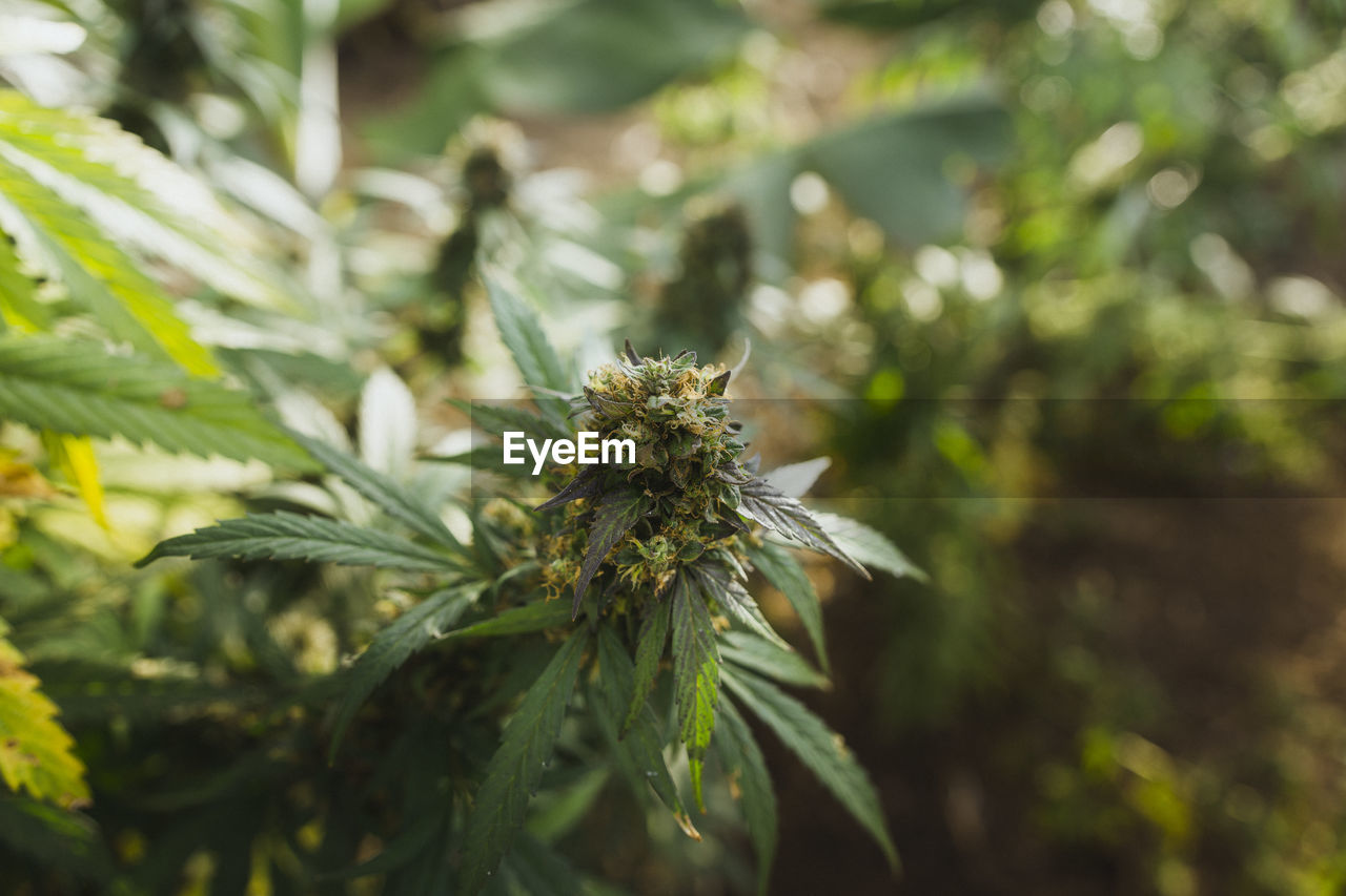 Flowers of a cbd plant