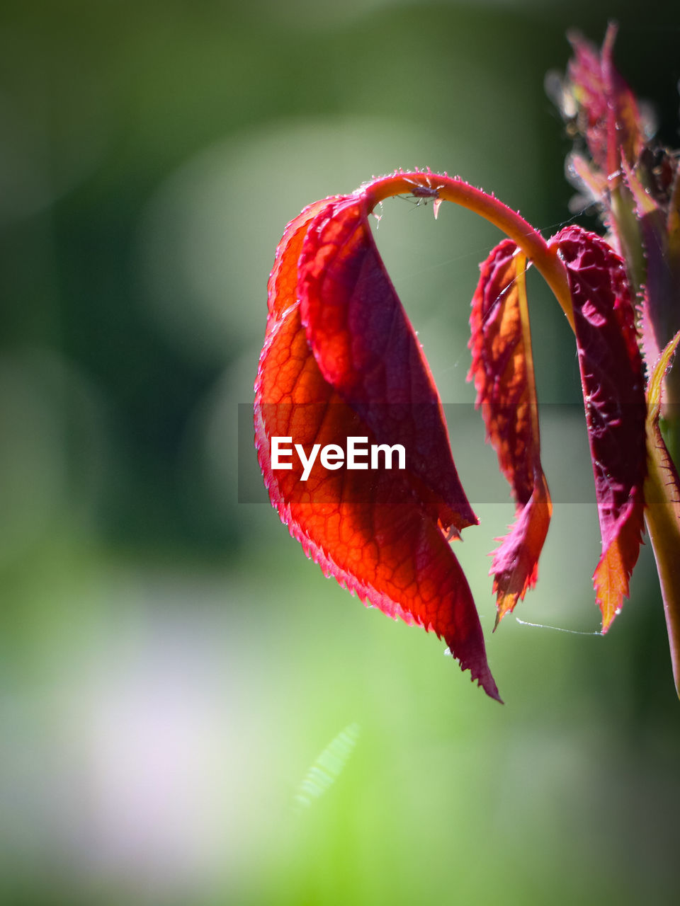 Close-up of red flowering plant