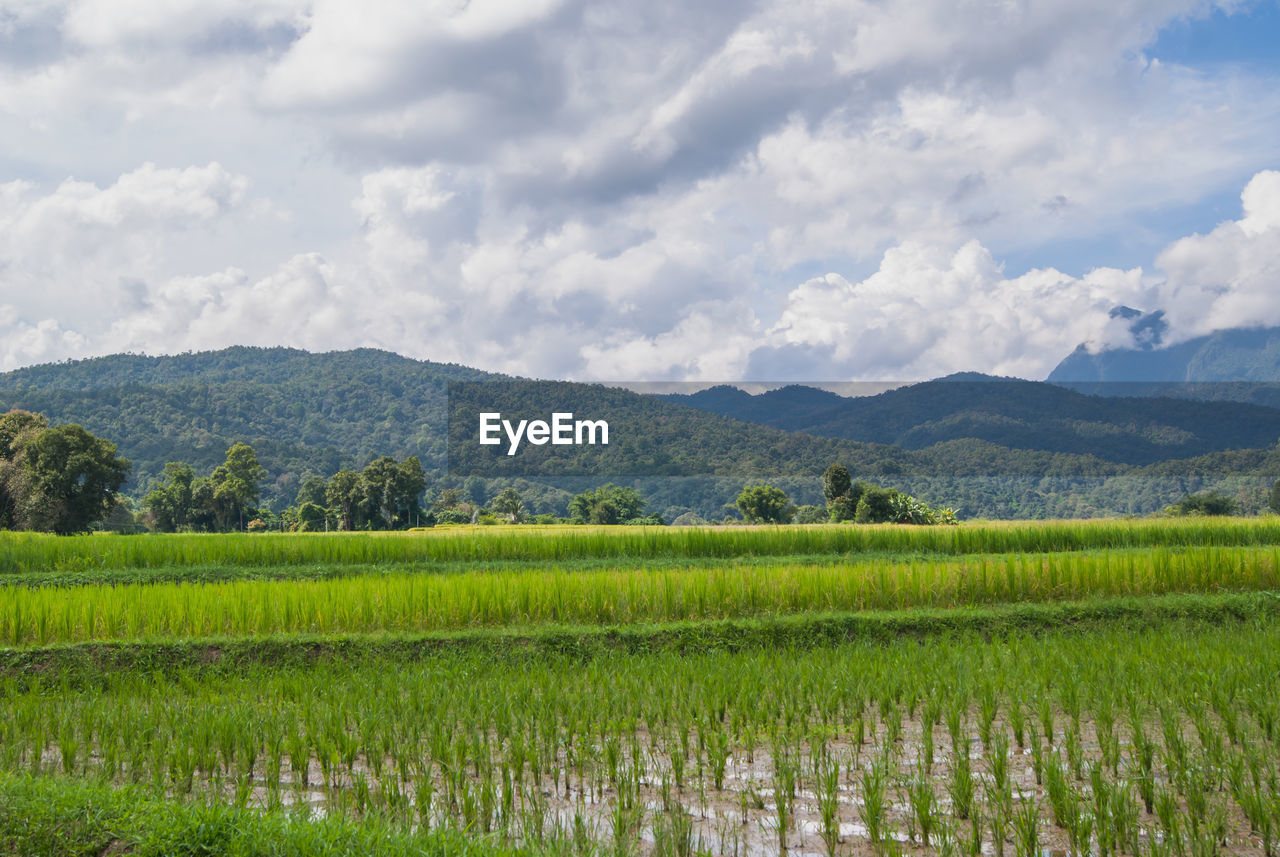 Scenic view of rice paddy against cloudy sky