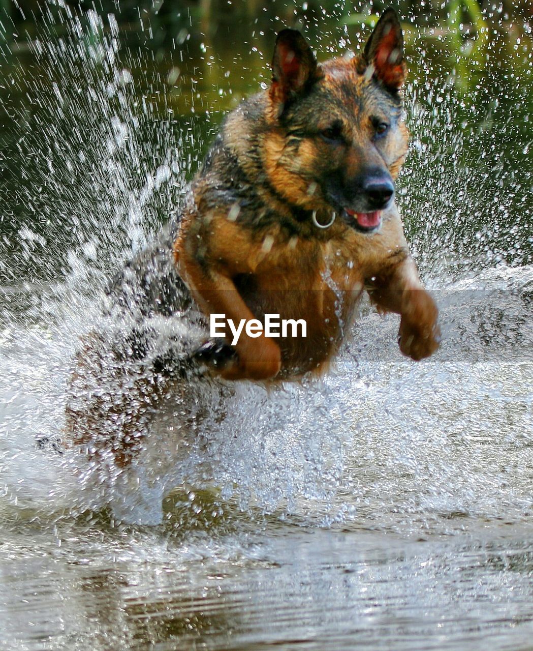 German shepherd dog running in pond