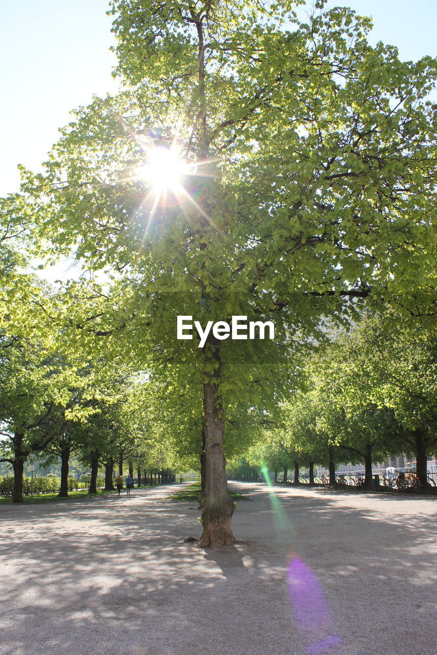 SUNLIGHT FALLING ON TREES