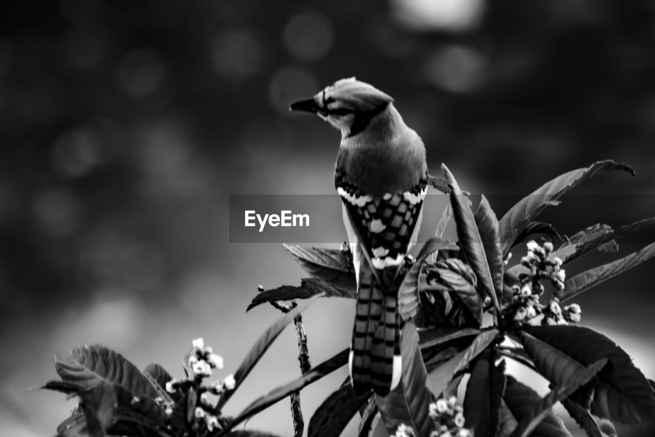 LOW ANGLE VIEW OF BIRD PERCHING ON BRANCH