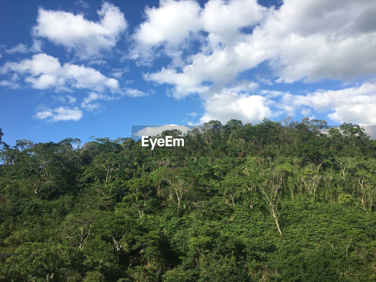 Low angle view of trees against sky