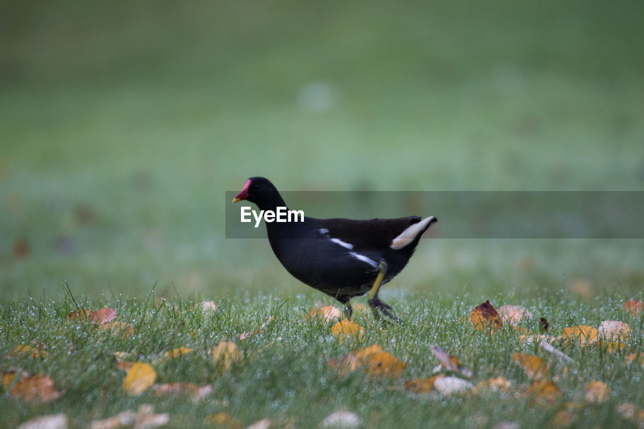 CLOSE-UP OF BIRD ON FIELD AGAINST GRASS