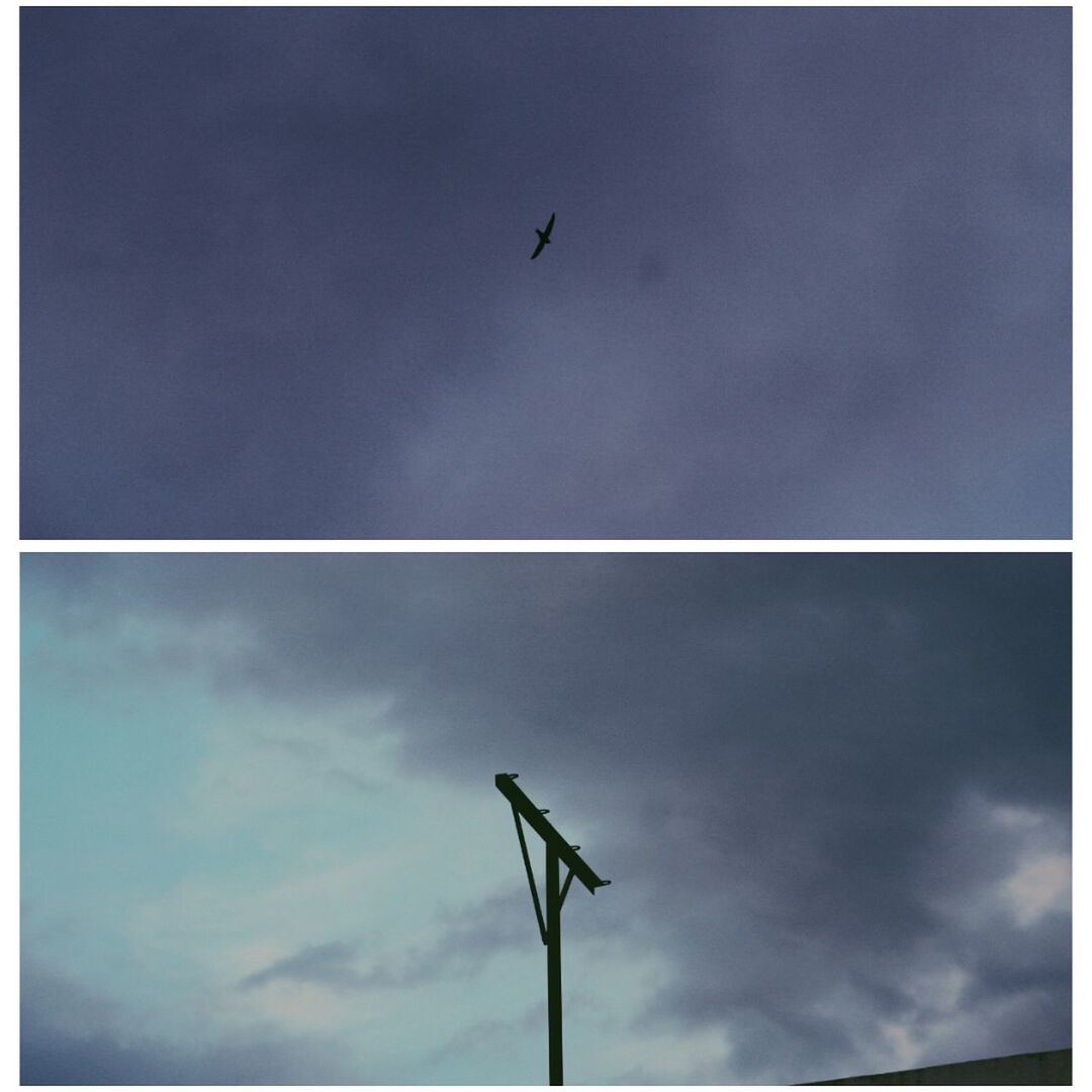 LOW ANGLE VIEW OF BIRD FLYING AGAINST BLUE SKY