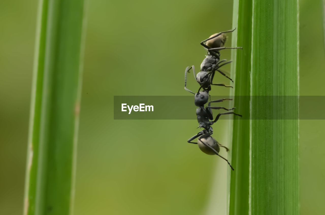 Close-up of insect on plant