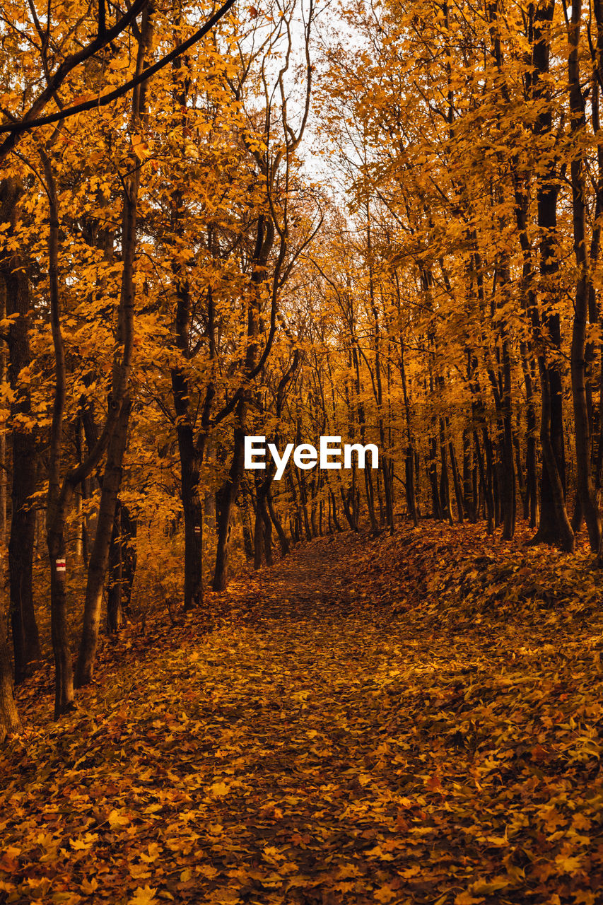 Trees in forest during autumn, nature, tranquil scene.