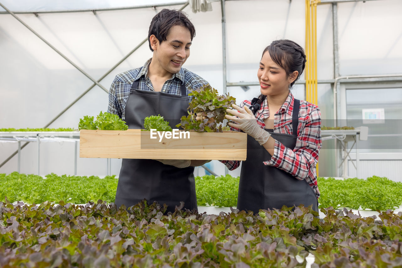 In a greenhouse garden nursery farm, a young asian couple farmer harvests fresh green oak lettuce