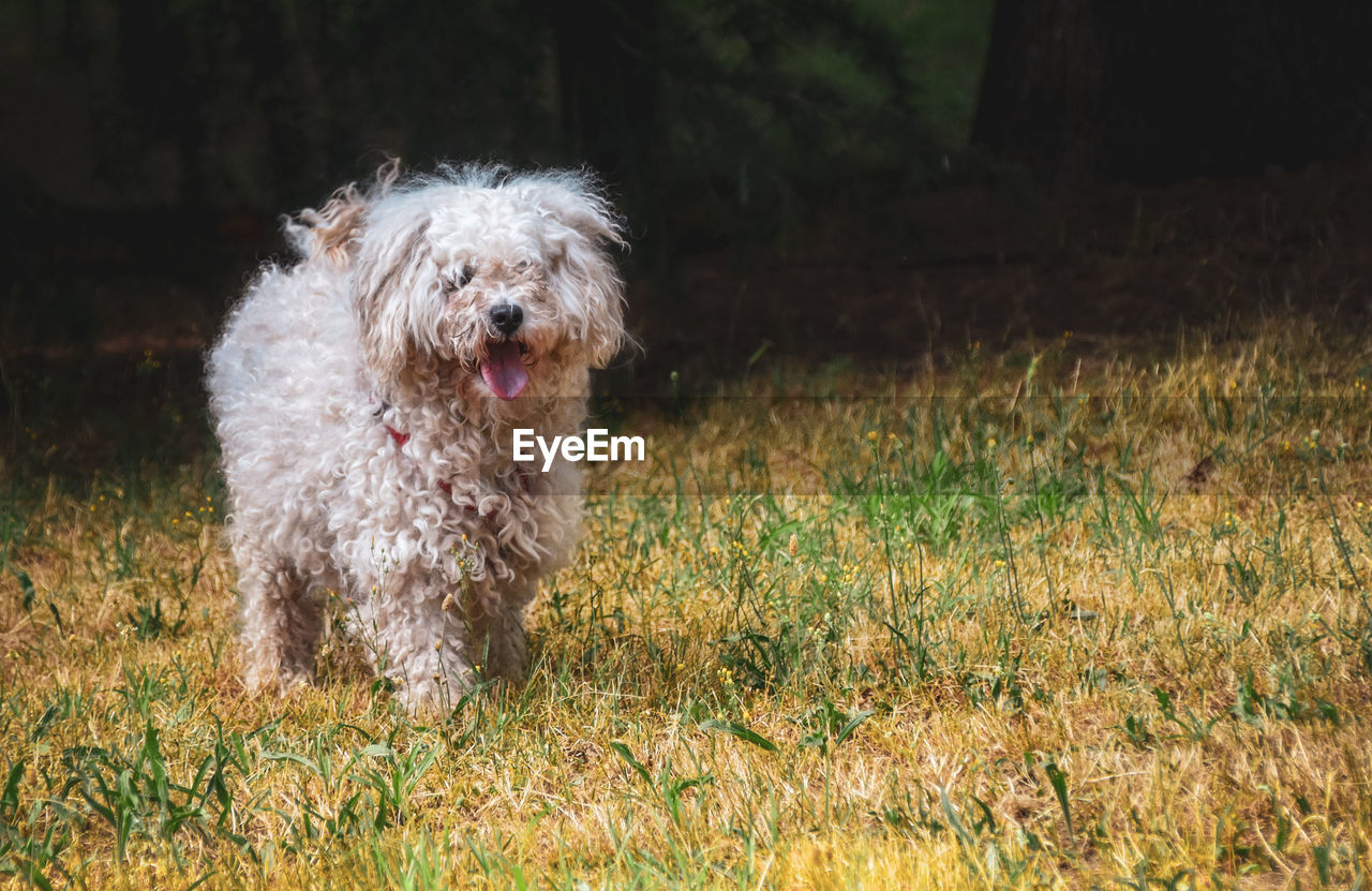 PORTRAIT OF DOG ON FIELD IN SUNLIGHT