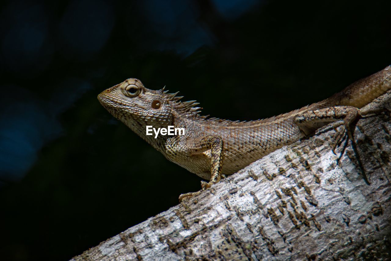 CLOSE-UP OF A REPTILE ON ROCK