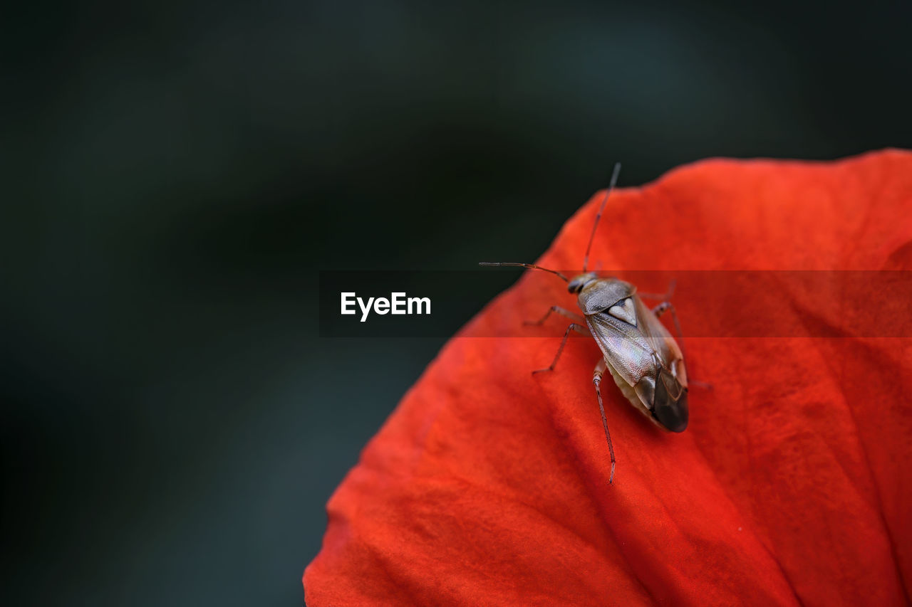 CLOSE-UP OF LADYBUG