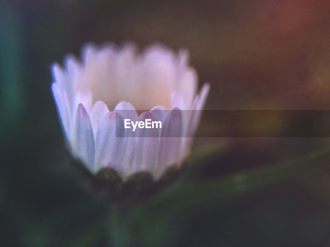 flower, petal, fragility, beauty in nature, nature, flower head, freshness, growth, no people, plant, selective focus, close-up, focus on foreground, outdoors, blooming, day