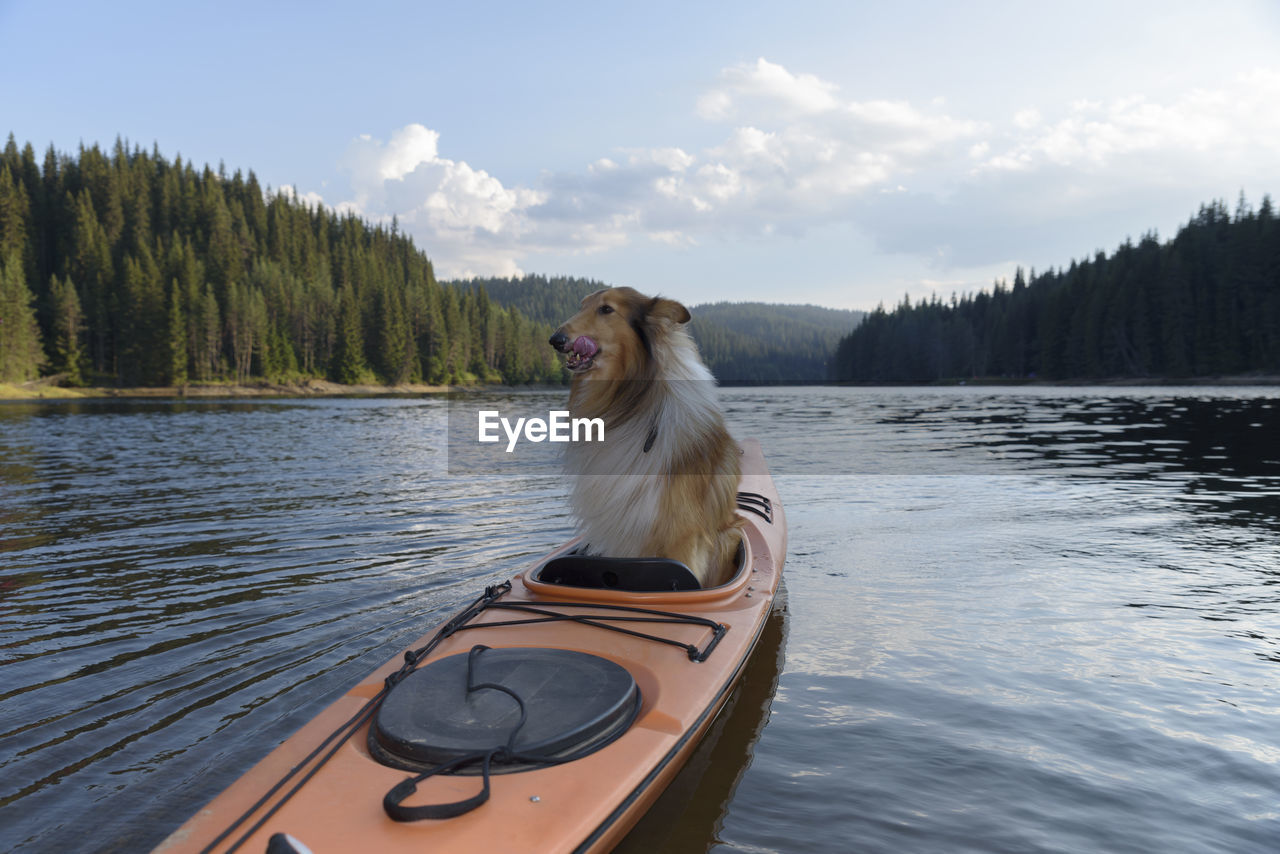 VIEW OF DOG IN LAKE