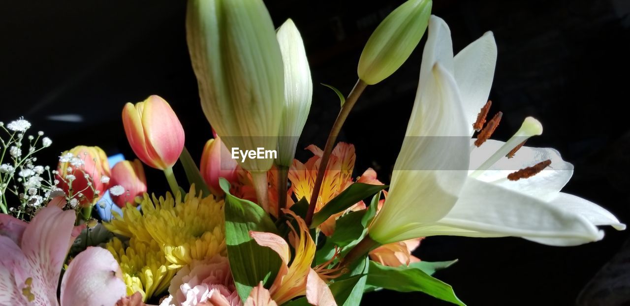 CLOSE-UP OF WHITE FLOWERING PLANTS