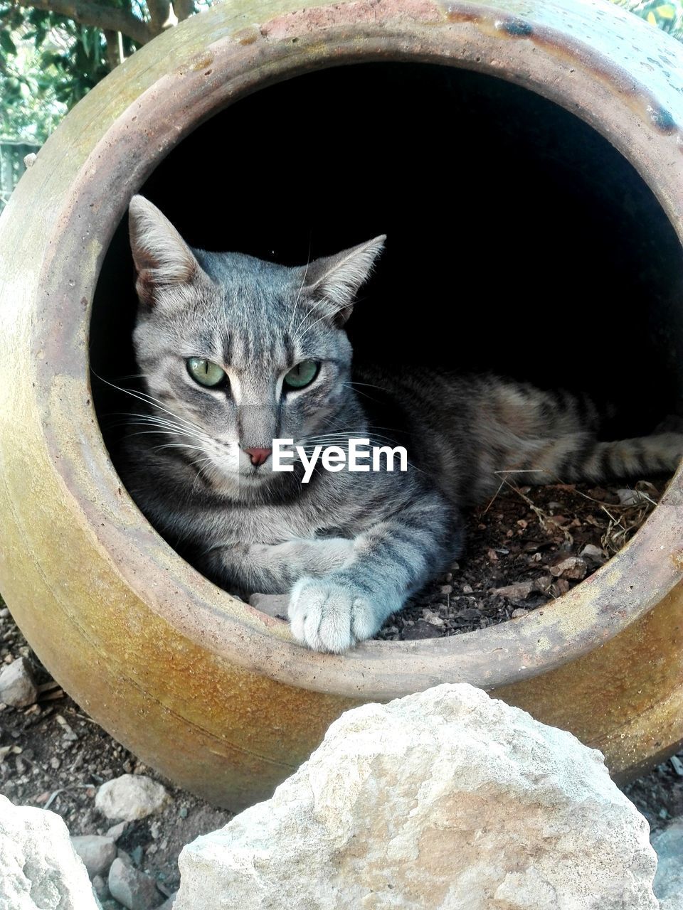 PORTRAIT OF CAT SITTING ON ROCKS