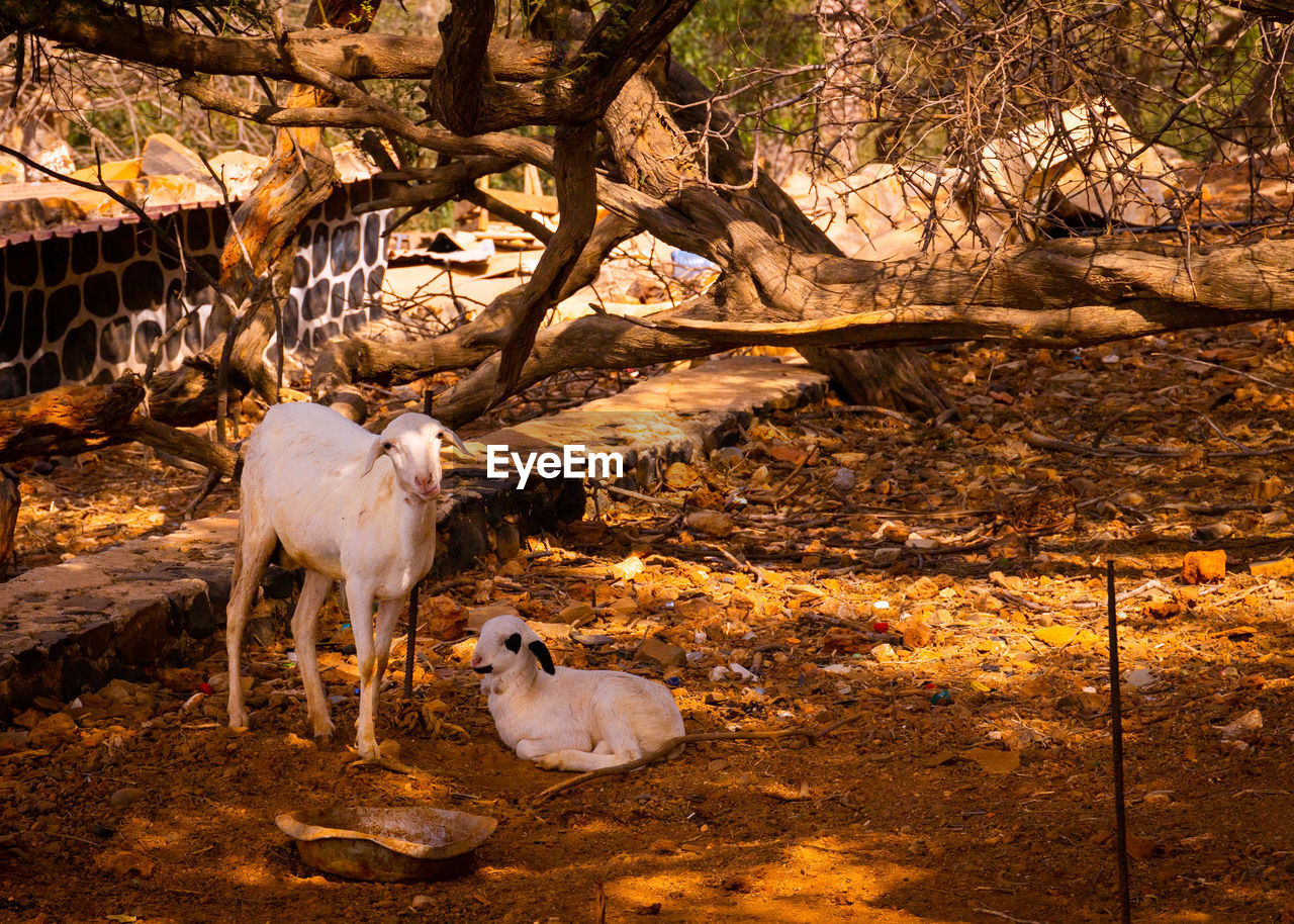 African farm, gorée island 