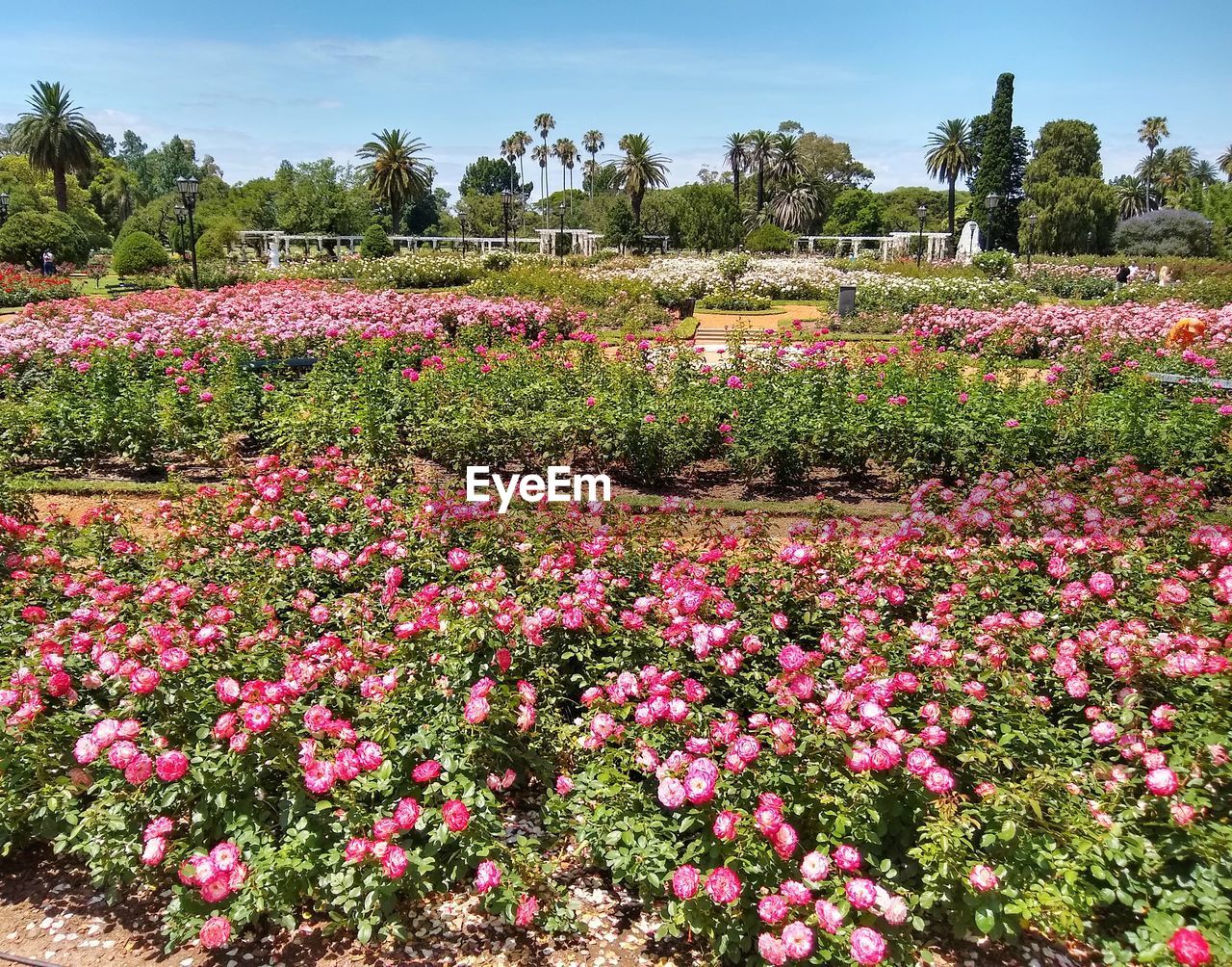 VIEW OF FLOWERING PLANTS ON FIELD