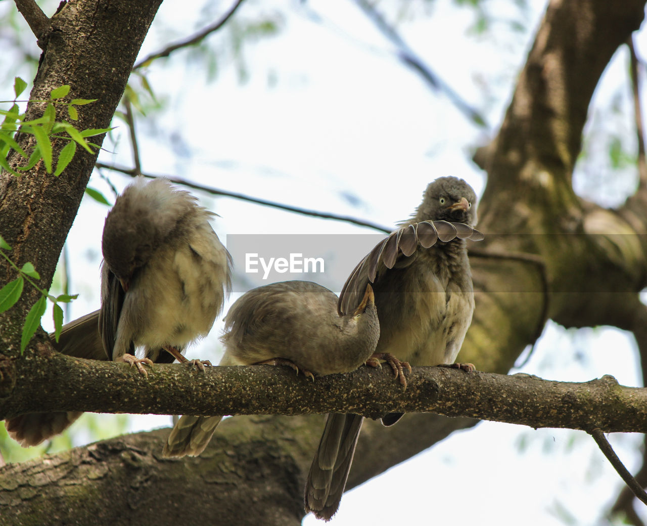 LOW ANGLE VIEW OF BIRDS ON TREE