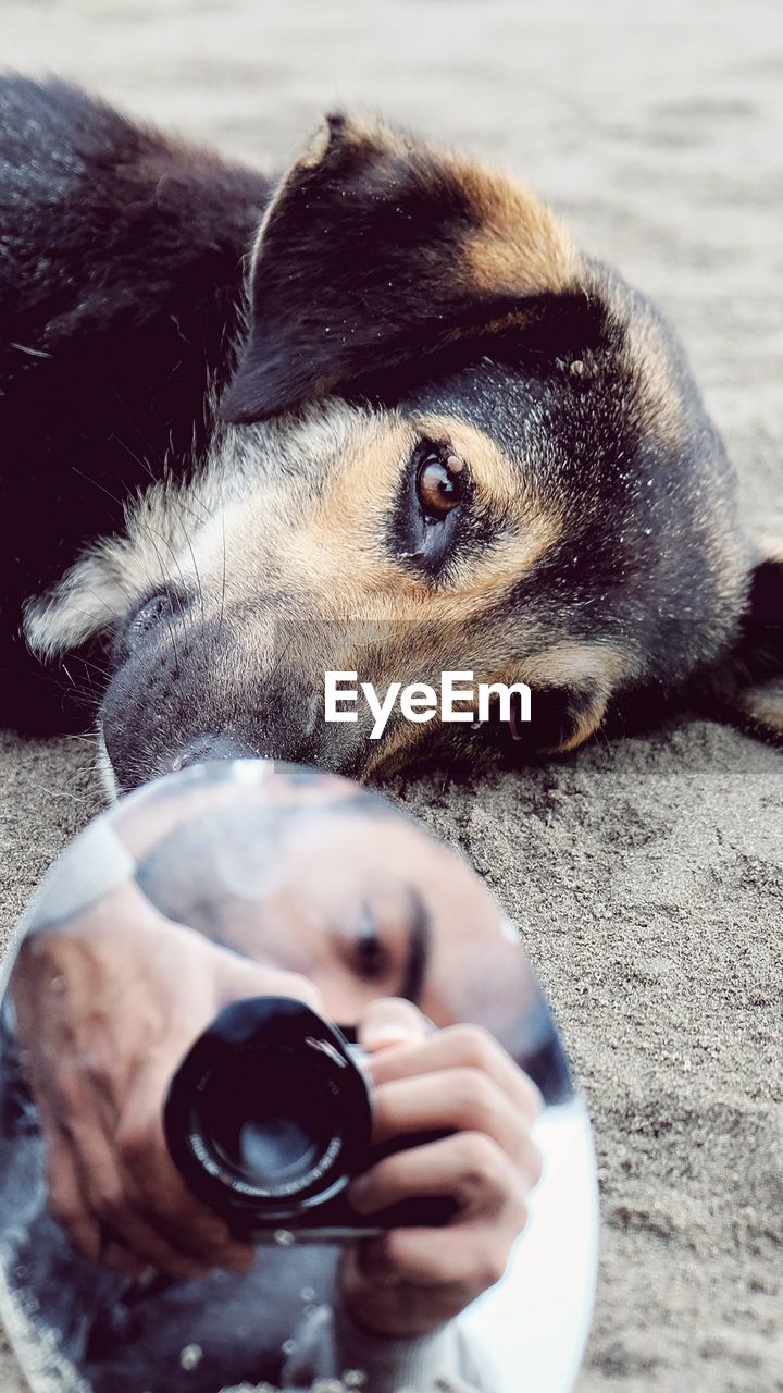 Close-up of young man reflecting on mirror against dog at beach