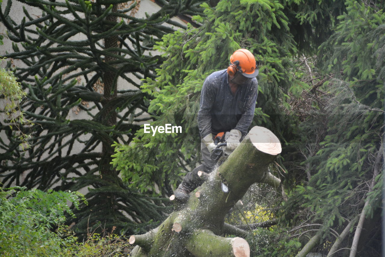 Man cutting down tree