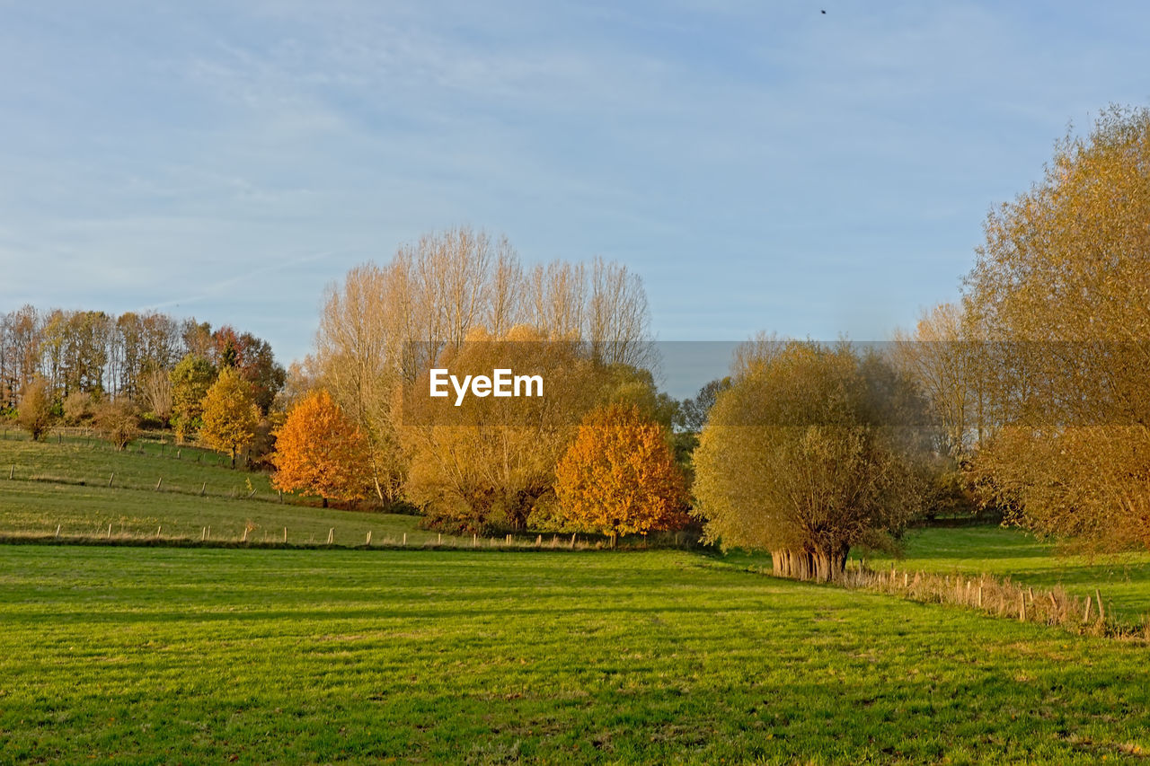 TREES GROWING IN FIELD DURING AUTUMN