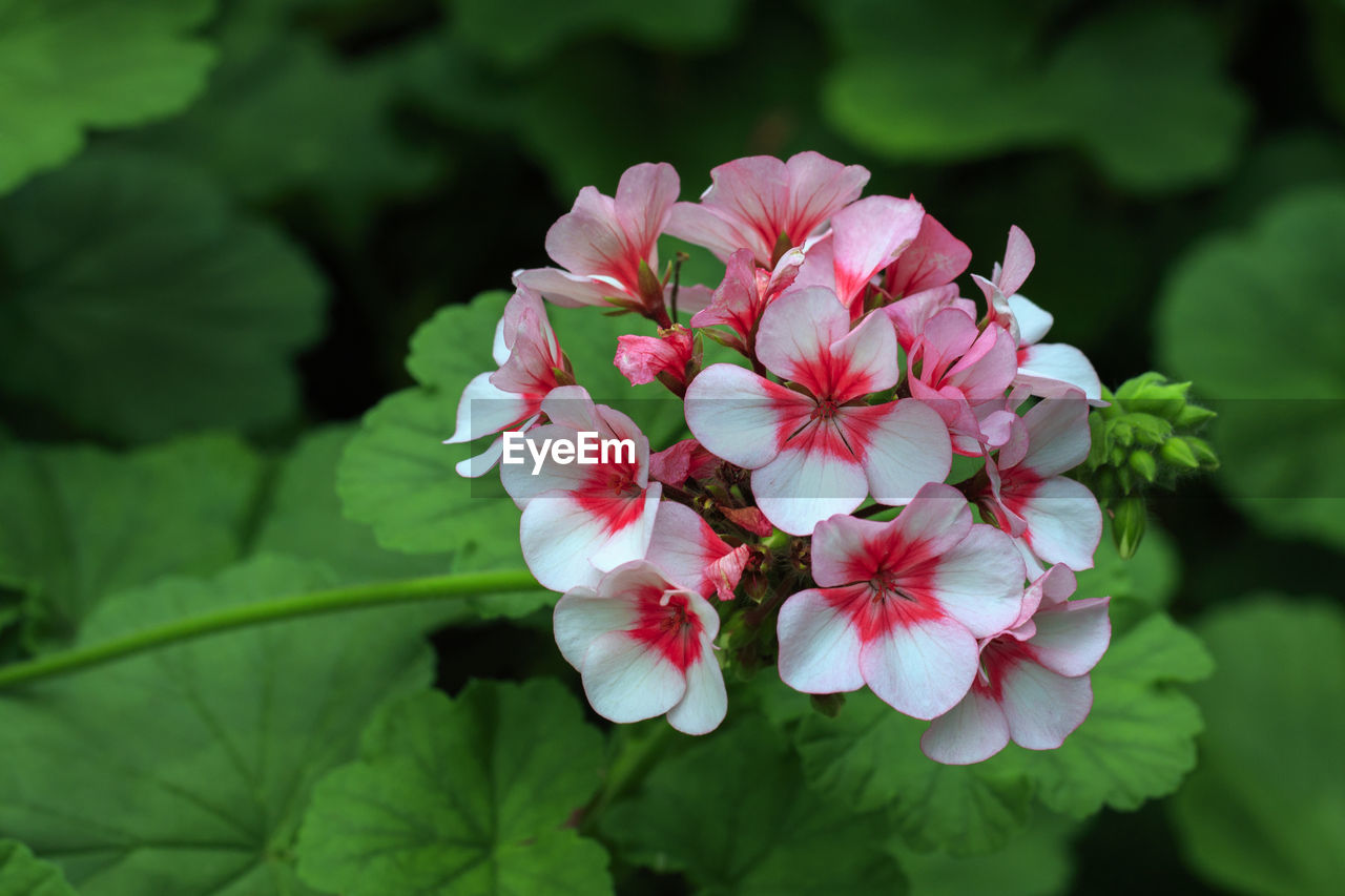 CLOSE-UP OF PINK FLOWERS