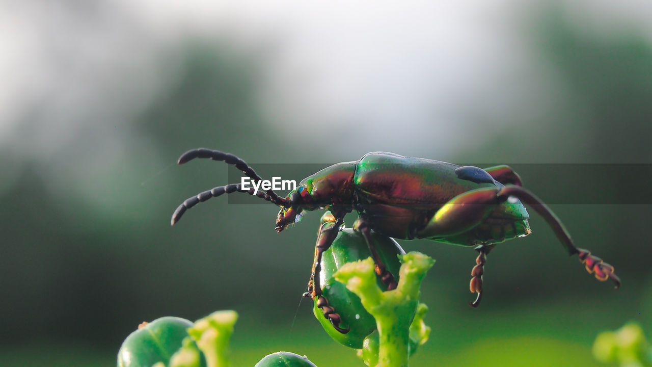 Close-up of insect on plant