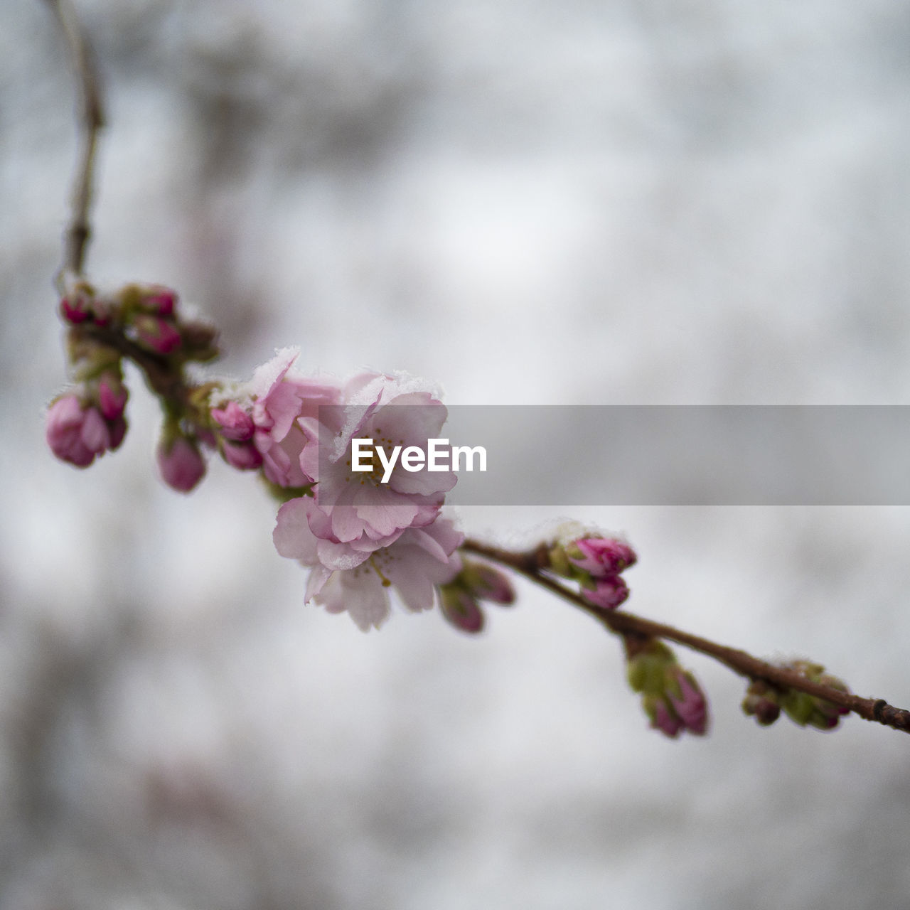 Close-up of pink cherry blossoms in spring