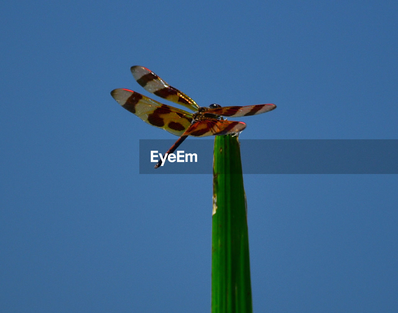 LOW ANGLE VIEW OF DRAGONFLY FLYING AGAINST CLEAR SKY