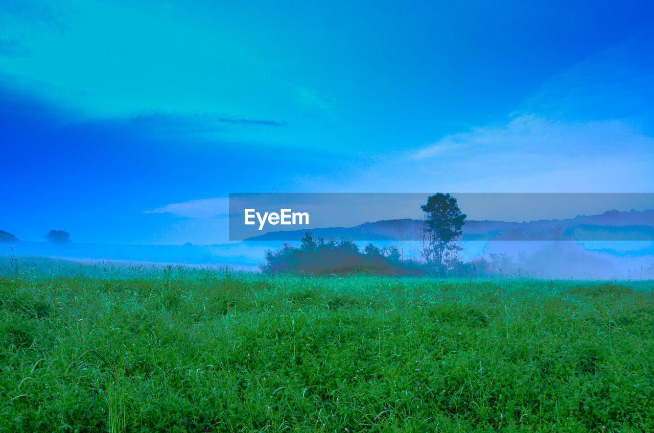 FIELD AGAINST BLUE SKY