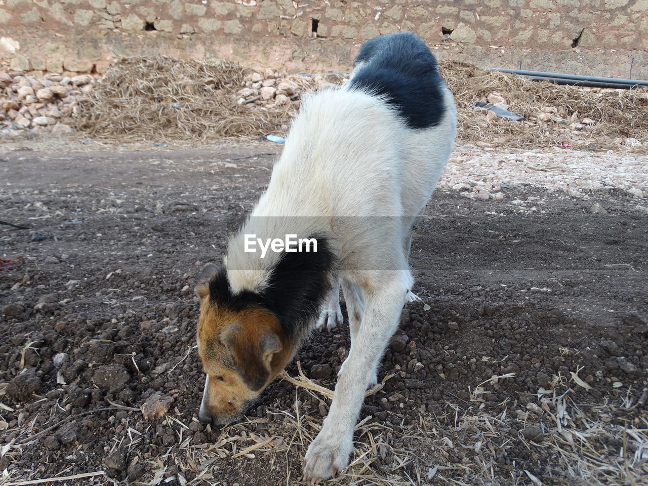 Stray dog sniffing on field