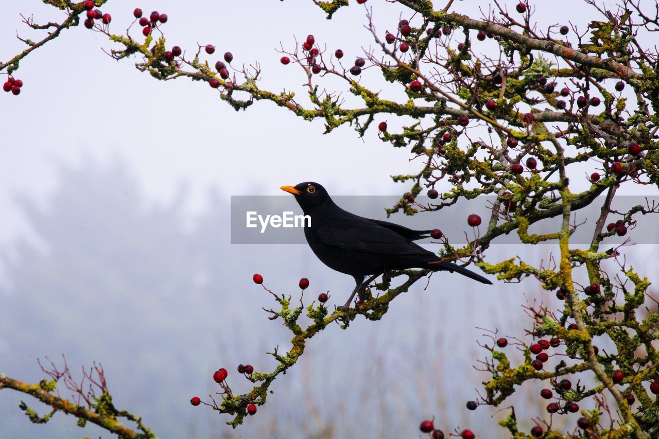 Low angle view of bird perching on tree