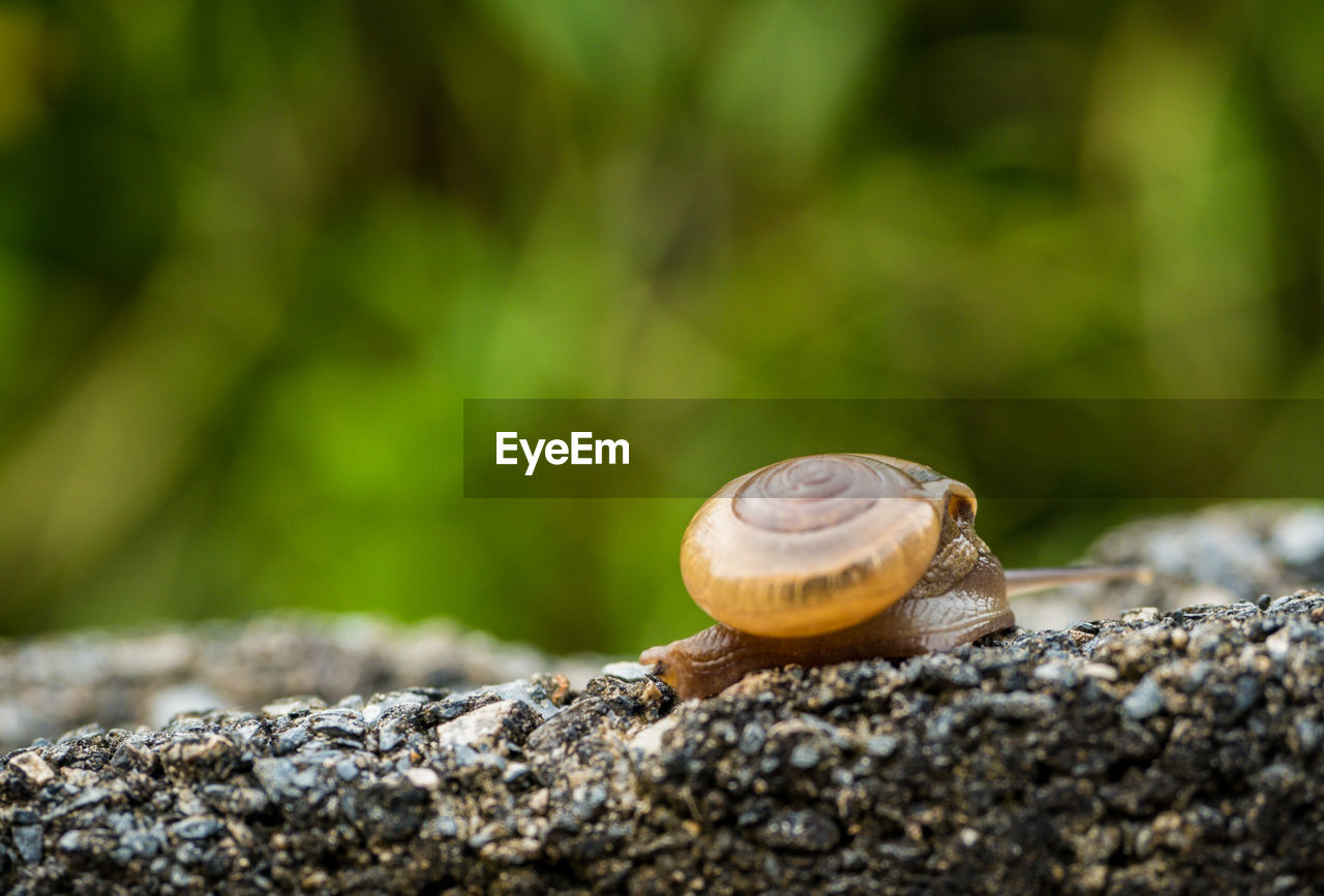 Close-up of snail on rock