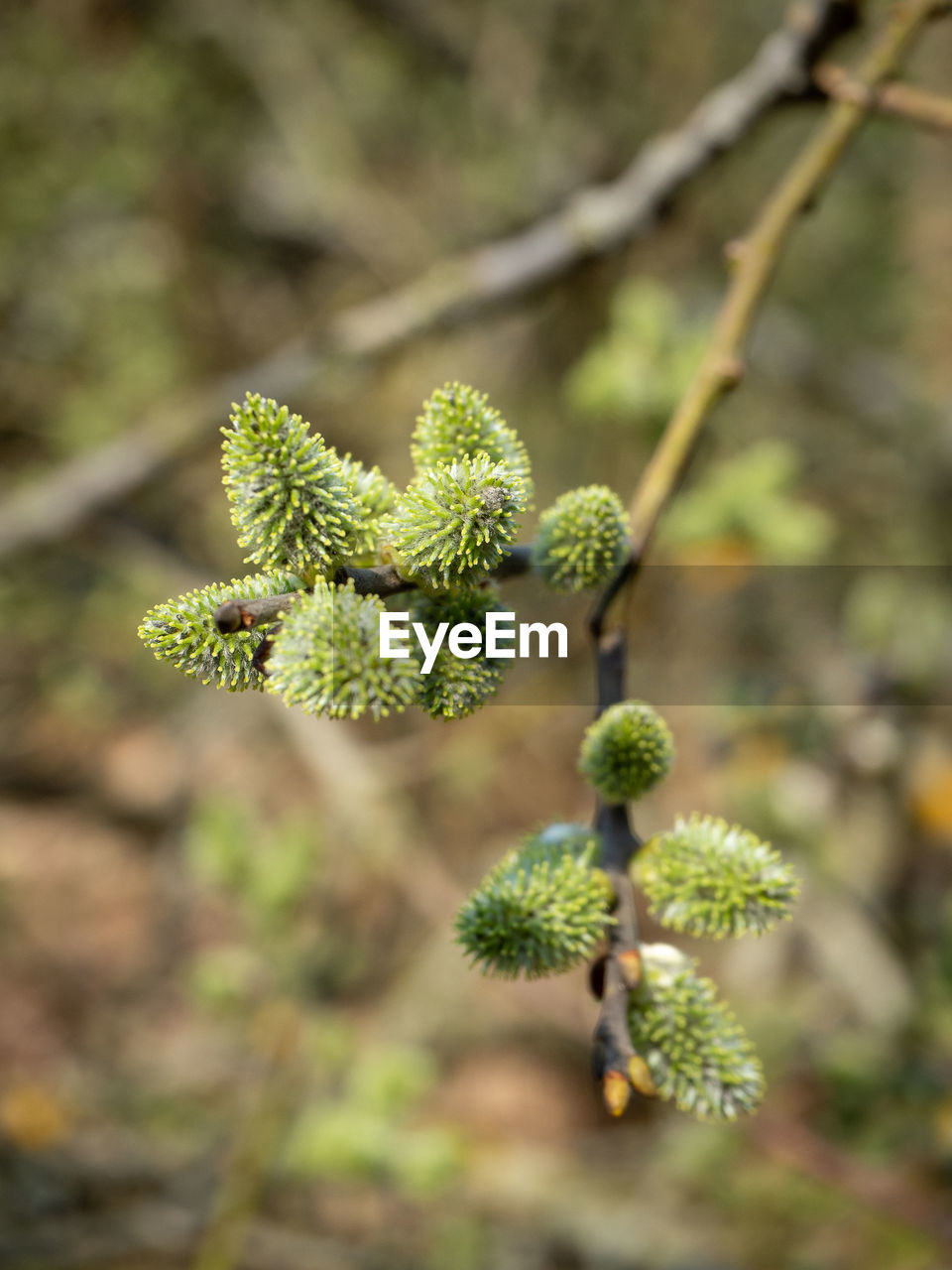 Close-up of berries growing on tree