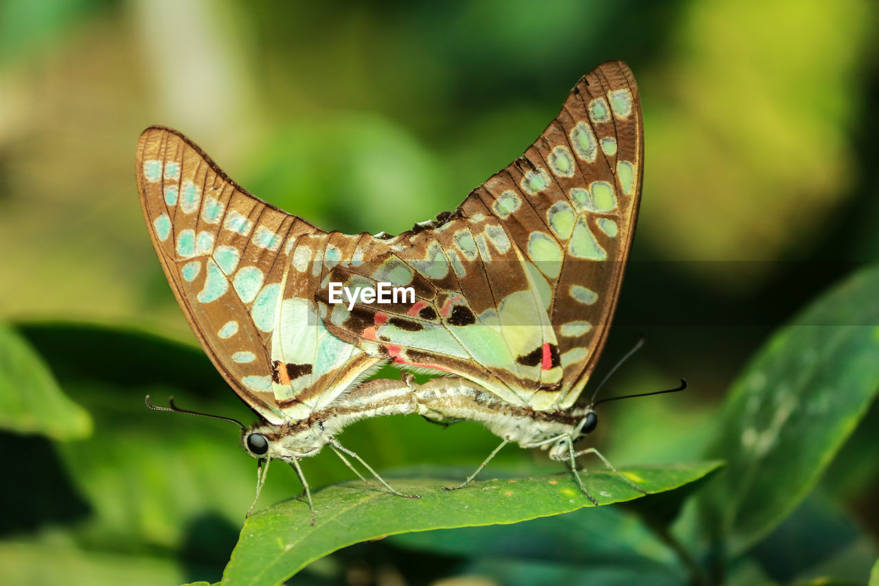 Two butterflies having mating on a leaf