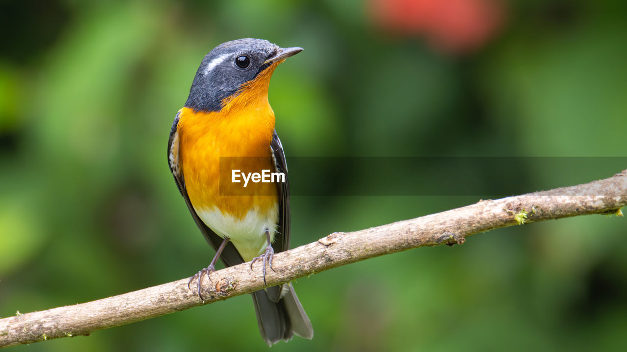 animal themes, animal, animal wildlife, bird, one animal, wildlife, beak, perching, nature, branch, tree, focus on foreground, multi colored, beauty in nature, yellow, no people, plant, outdoors, full length, close-up, forest, robin, songbird, rainforest, environment, day, tropical bird, animal body part