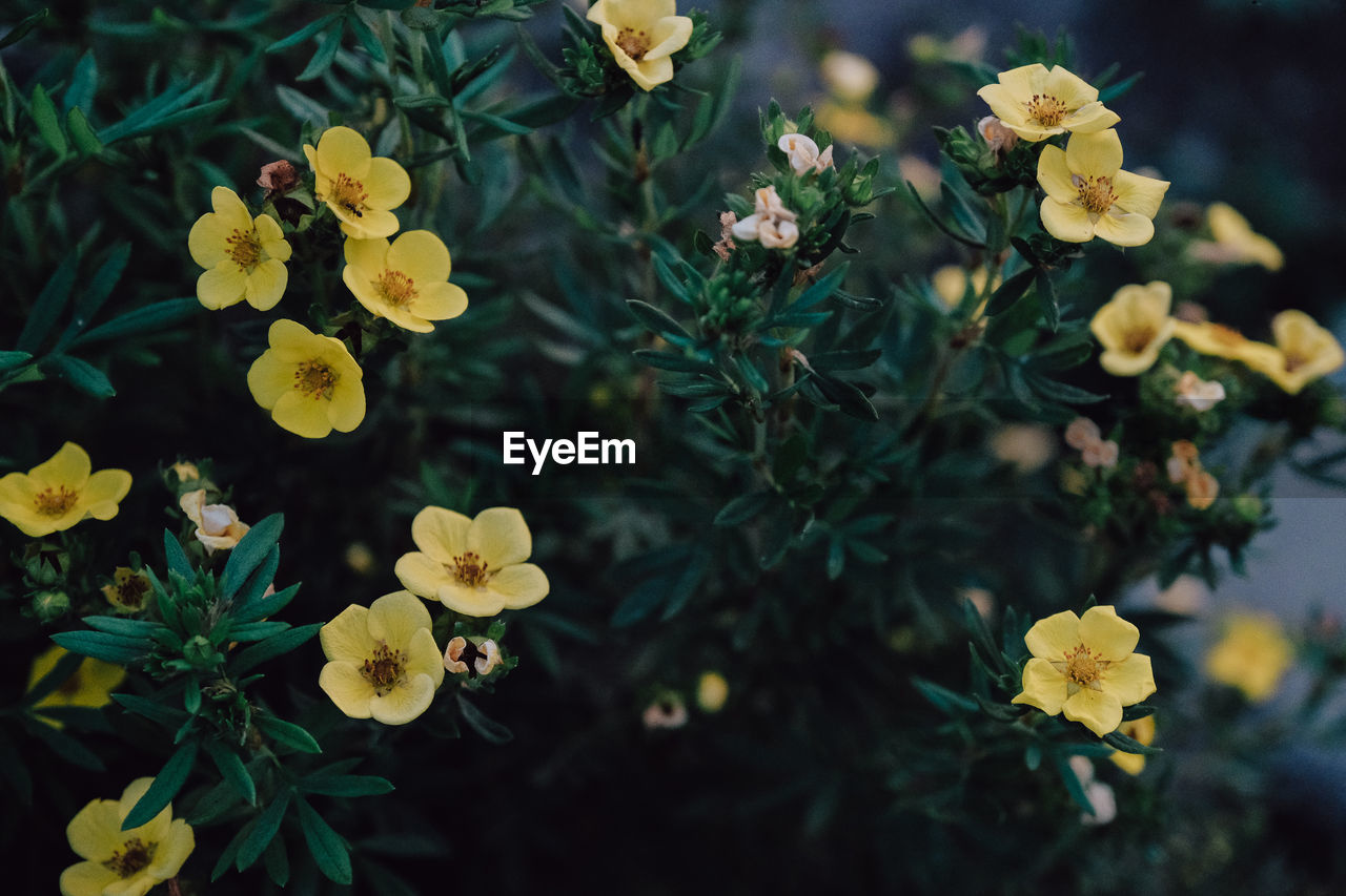 HIGH ANGLE VIEW OF YELLOW FLOWERING PLANT