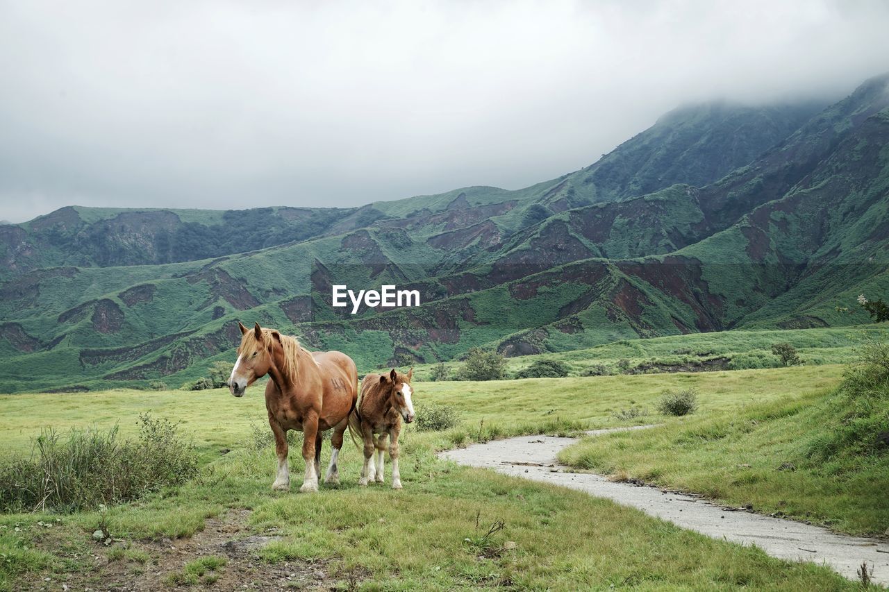 Horses in mount aso