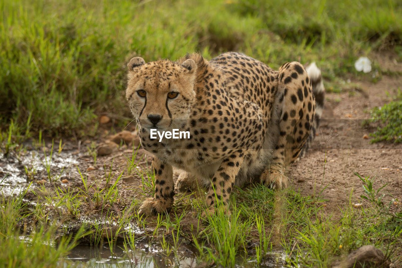 Cheetah lies by grassy puddle eyeing camera