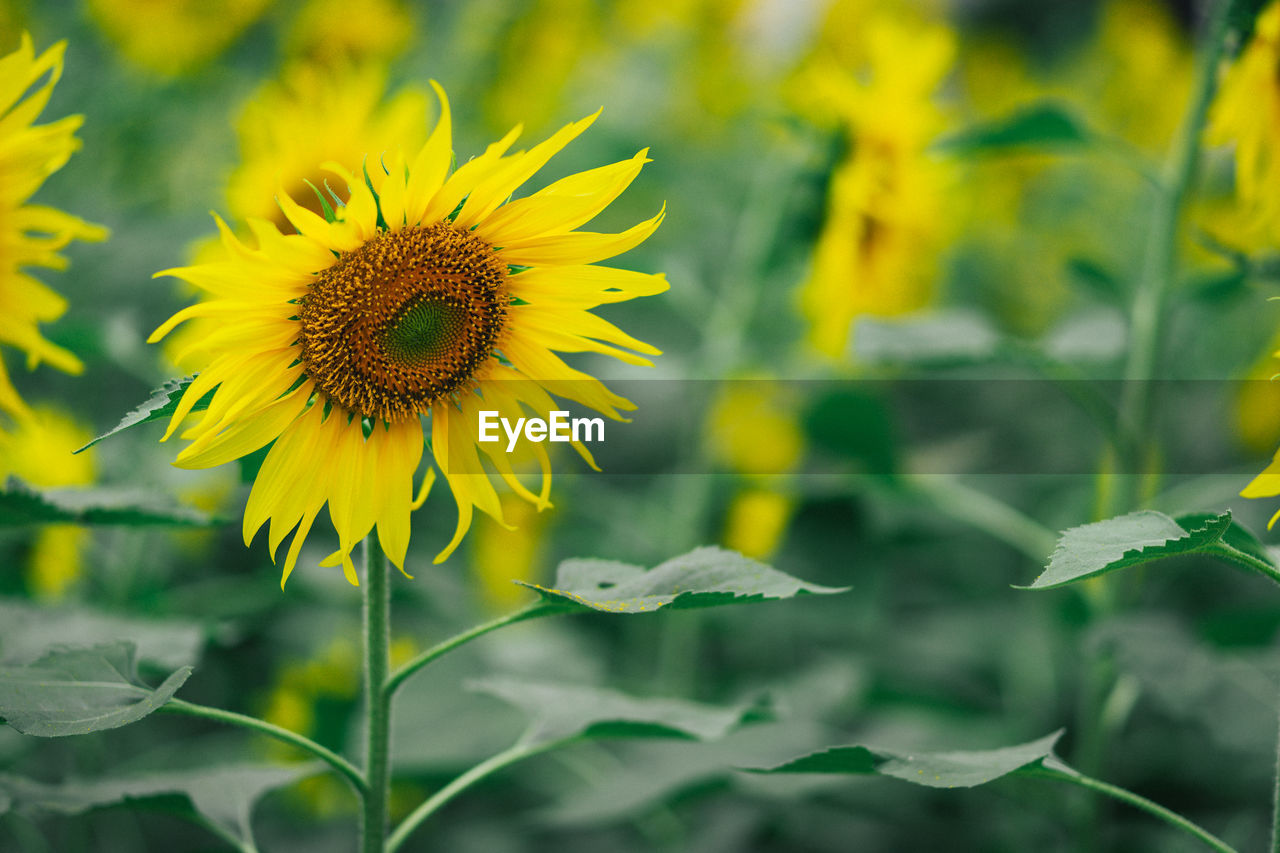 Close-up of yellow sunflower on field
