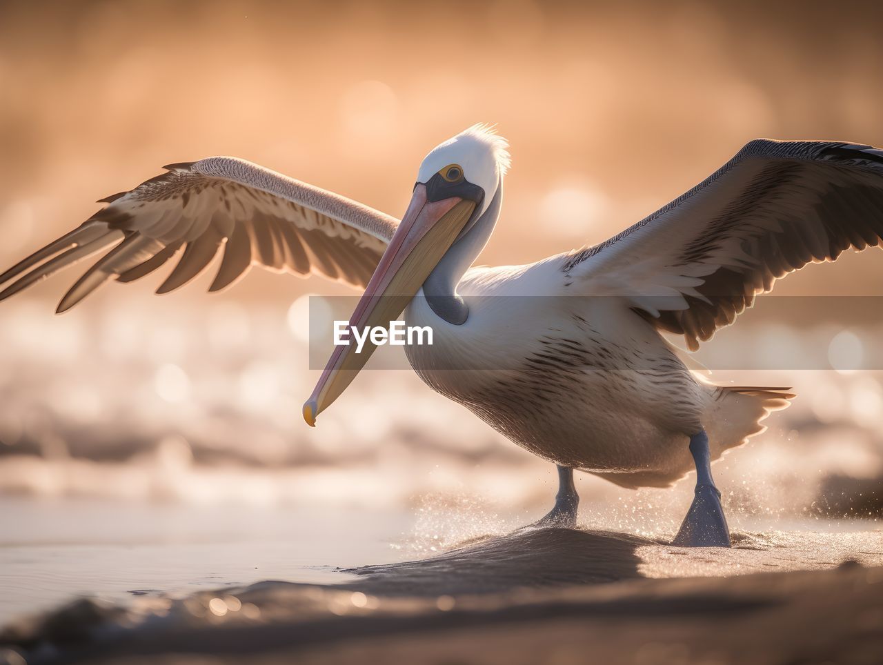 close-up of pelican on lake